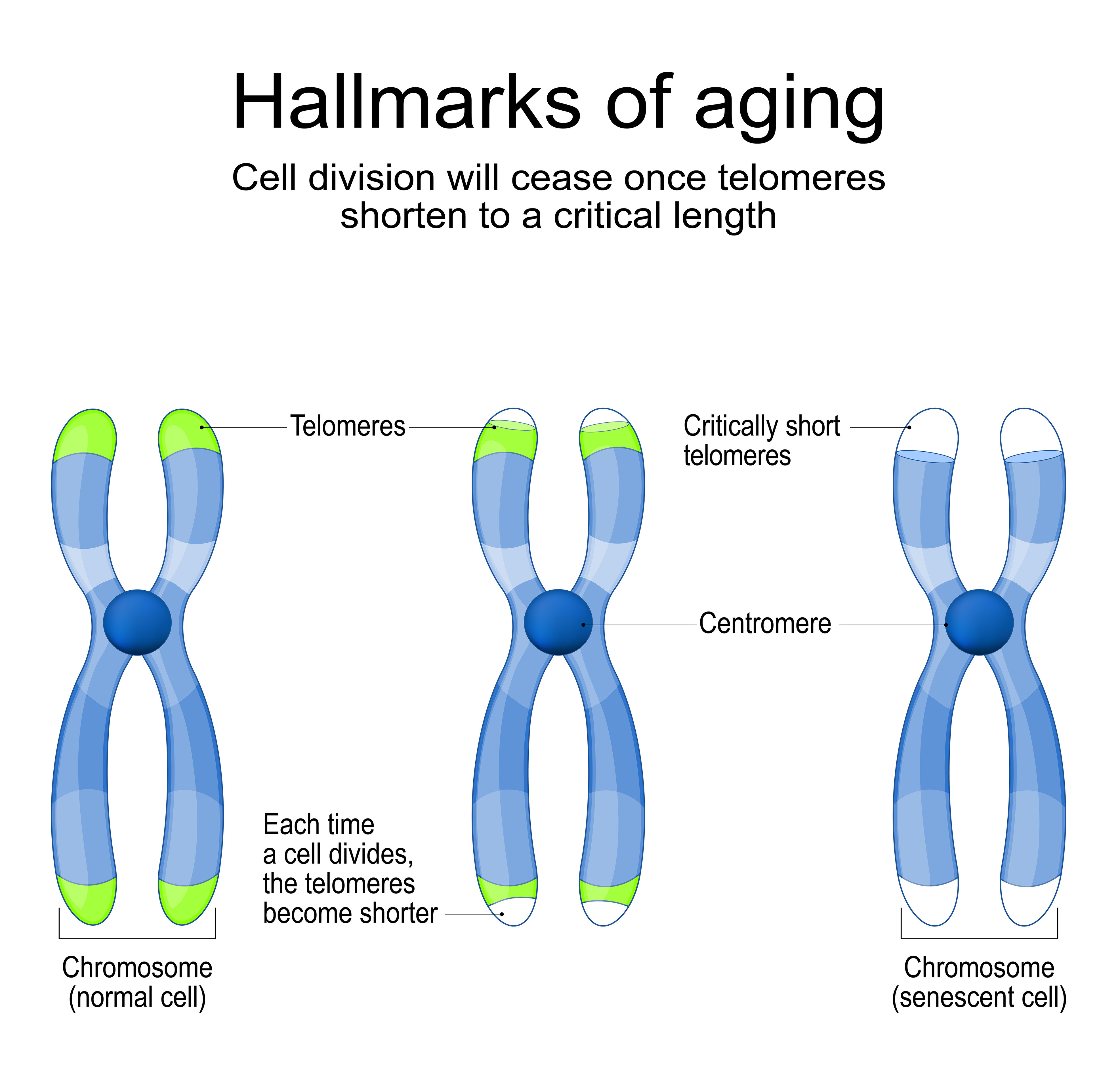 An infor graphic that shows the hallmarks of aging.