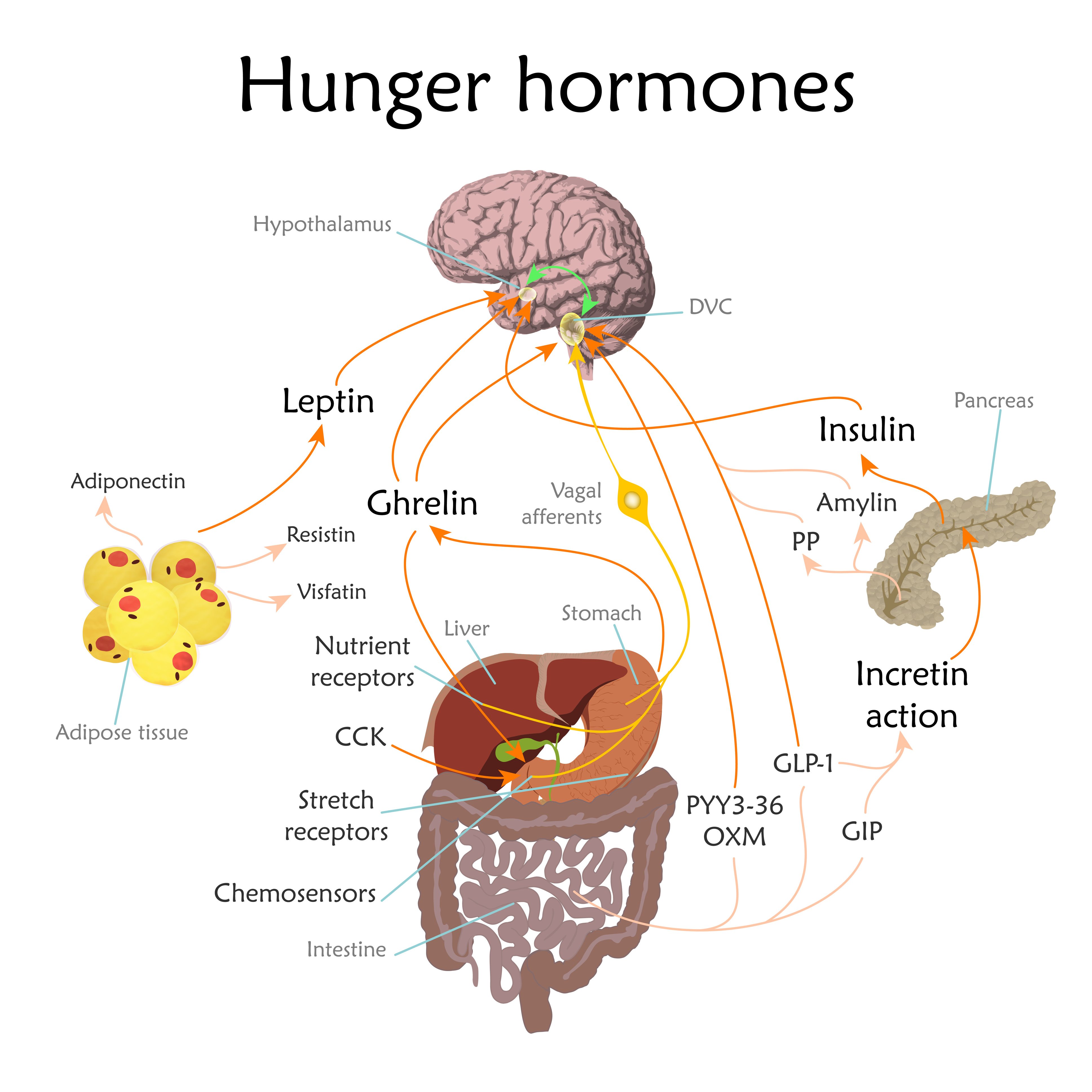 An infographic of how hunger hormones affect the body.