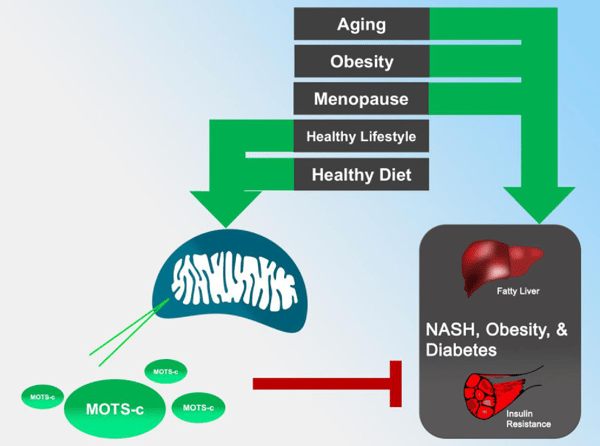 infographic of MOTS-c impact on the brain and metabolism provided by Semantic Scholar