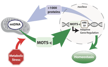 MOTS-C infographic showing metabolic stress and homeostasis provided by Science Direct