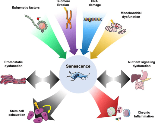 infographic showing several causes of damage that can induce senescence- the process of growing old