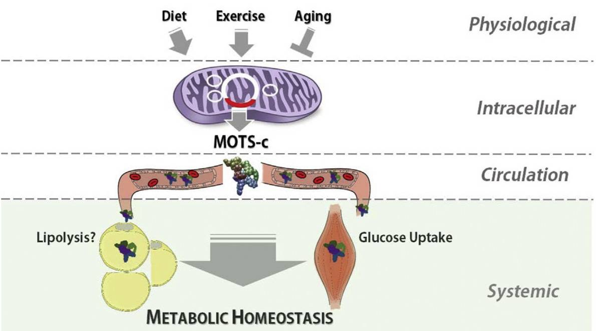 Infographic showing the physiological, intracellular, circulation, and systemic process of metabolic homeostasis