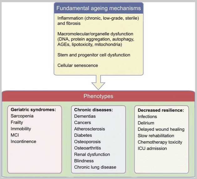chart of the fundamental ageing mechanisms