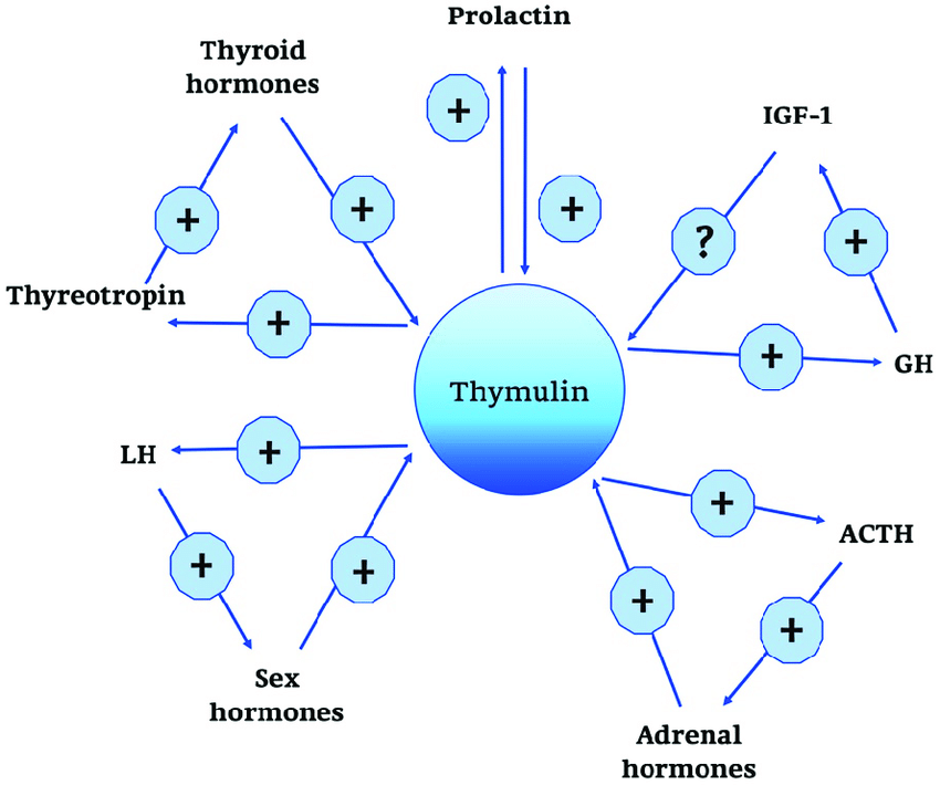 Thymulin-neuro-endocrine-functions-Thymulin-neuro-endocrine-functions-are-summarized-in