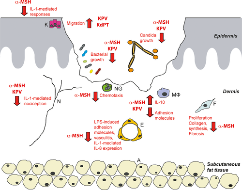 Wound_Healing_and_Scar_Formation