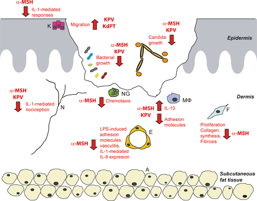 KPV’s mechanism of action inside the body