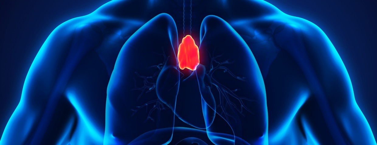 thymus gland highlighted on image of the chest