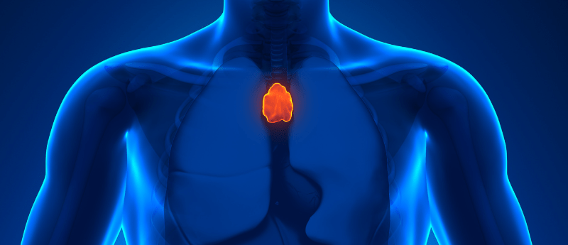 thymus