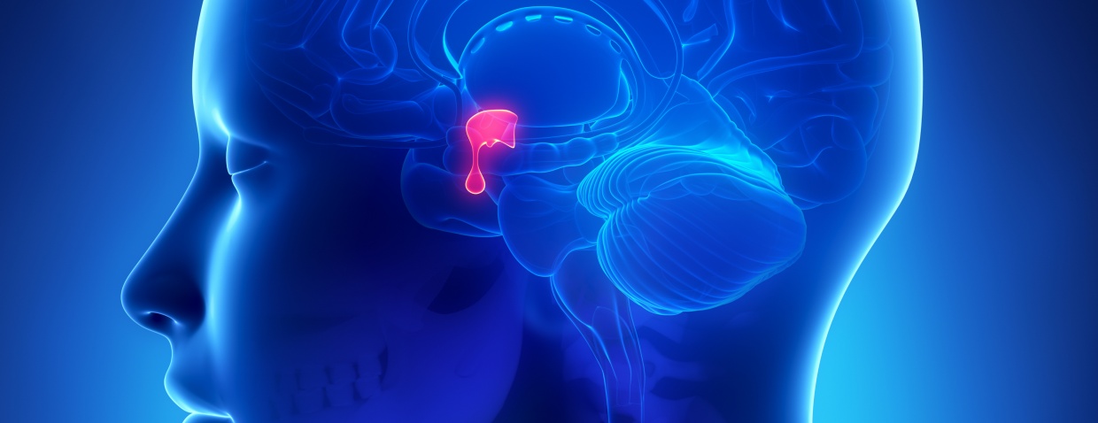 pituitary gland